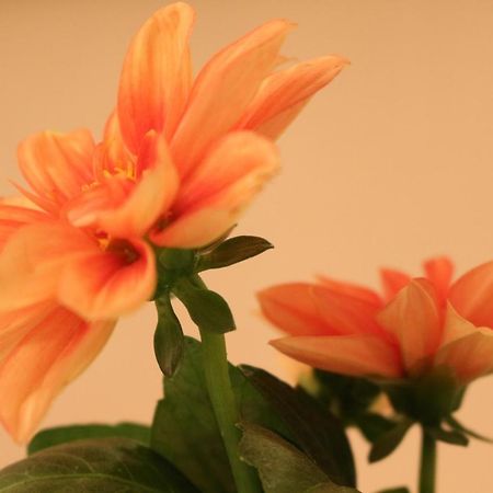 Haus Mandarina Lägenhet Palit Exteriör bild