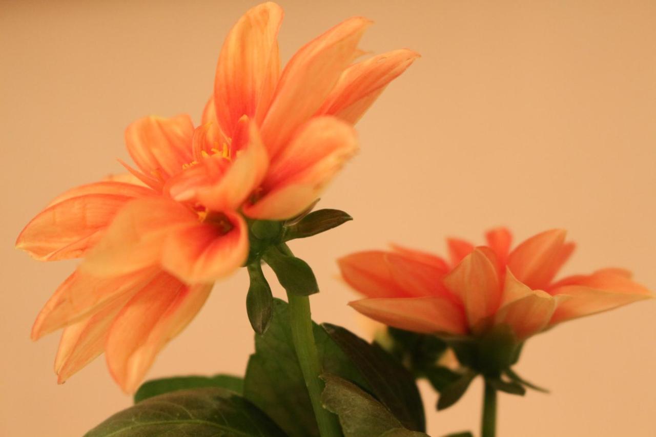 Haus Mandarina Lägenhet Palit Exteriör bild